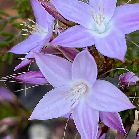 Calytrix glutinosa unspecified picture