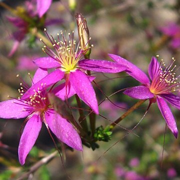 Calytrix fraseri unspecified picture