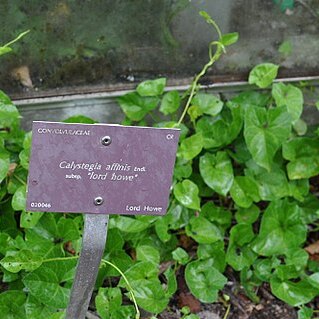 Calystegia affinis unspecified picture