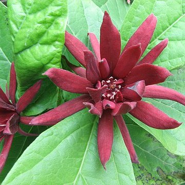 Calycanthus floridus var. glaucus unspecified picture