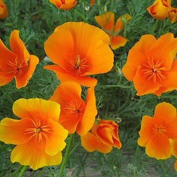 Eschscholzia unspecified picture