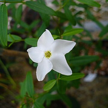 Cameraria latifolia unspecified picture