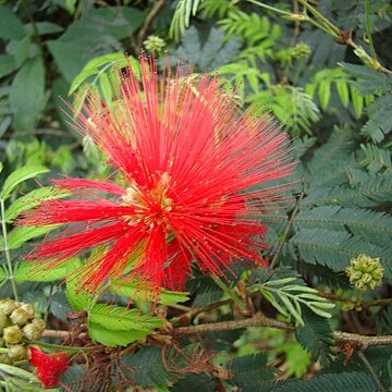 Calliandra tweediei unspecified picture