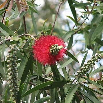 Melaleuca glauca unspecified picture