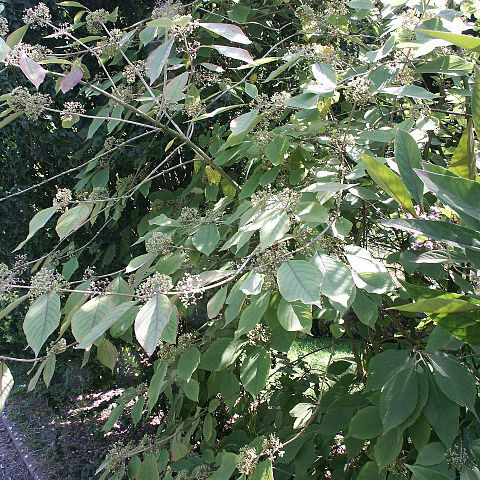 Callicarpa cathayana unspecified picture