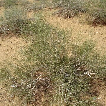 Calligonum polygonoides unspecified picture