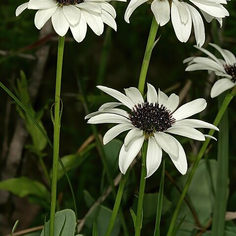 Callilepis unspecified picture