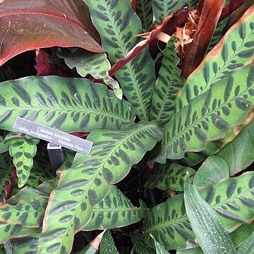 Calathea lancifolia unspecified picture