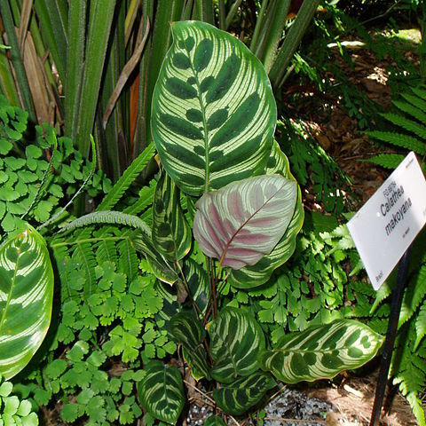 Calathea makoyana unspecified picture