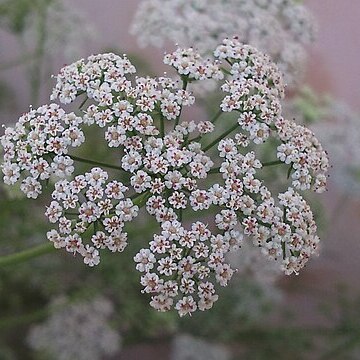 Trachyspermum ammi unspecified picture