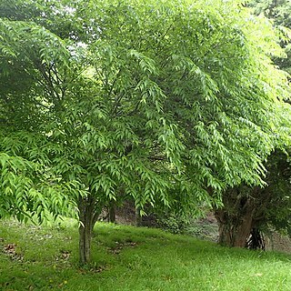 Carpinus londoniana unspecified picture