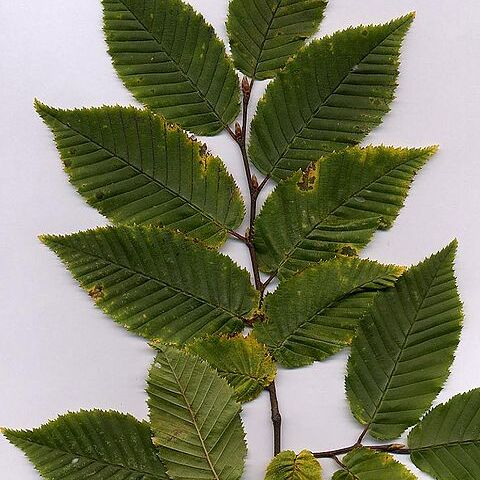 Carpinus unspecified picture