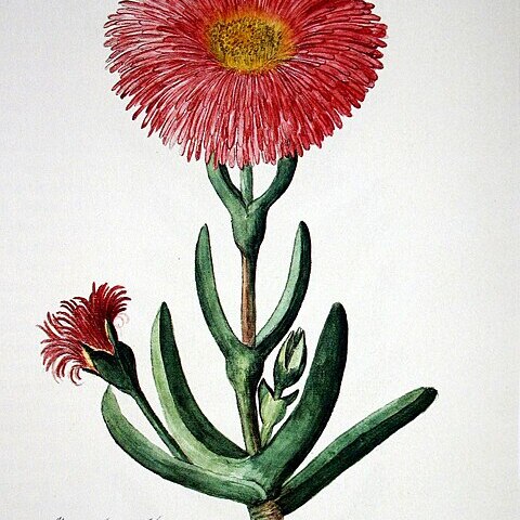 Carpobrotus quadrifidus unspecified picture