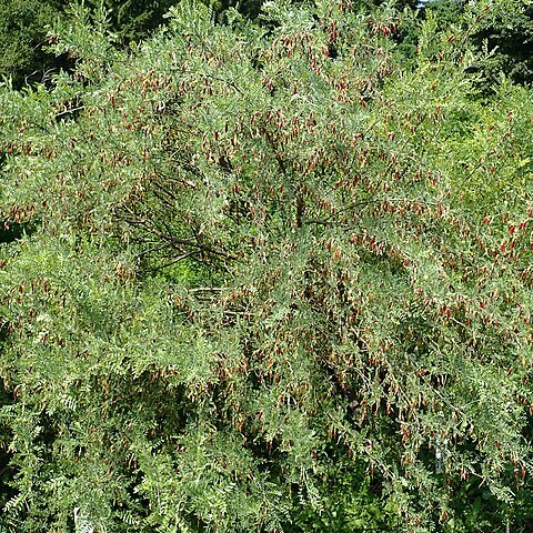 Caragana aurantiaca unspecified picture