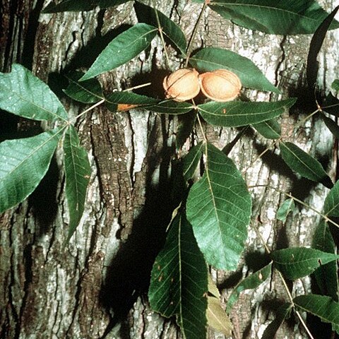 Carya myristiciformis unspecified picture