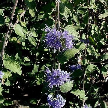 Caryopteris incana unspecified picture