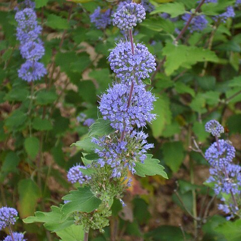 Caryopteris incana unspecified picture