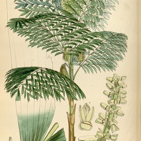 Caryota cumingii unspecified picture