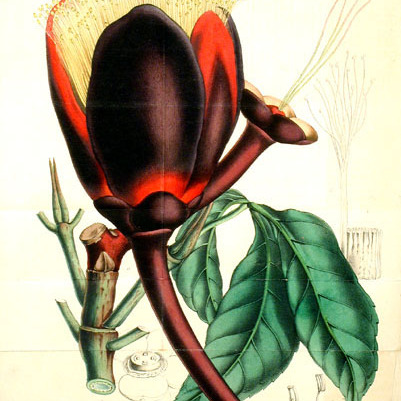 Caryocaraceae unspecified picture