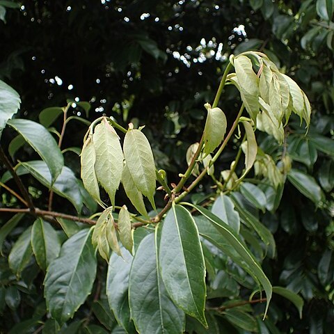 Castanopsis carlesii unspecified picture