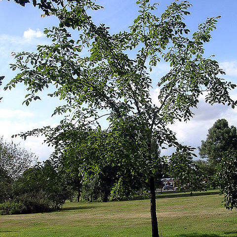 Ulmus castaneifolia unspecified picture