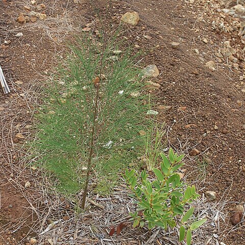 Casuarina collina unspecified picture