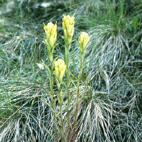 Castilleja lutescens unspecified picture