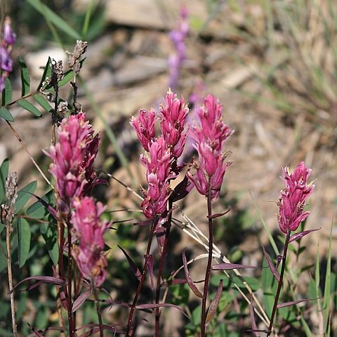 Castilleja raupii unspecified picture