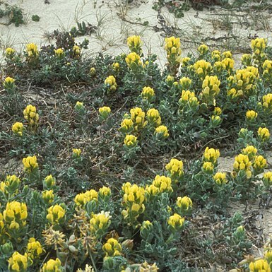 Castilleja mollis unspecified picture