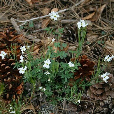 Cardamine glauca unspecified picture