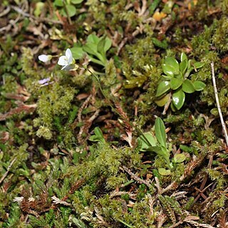 Cardamine pattersonii unspecified picture