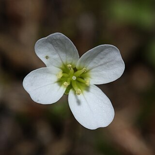 Cardamine pattersonii unspecified picture