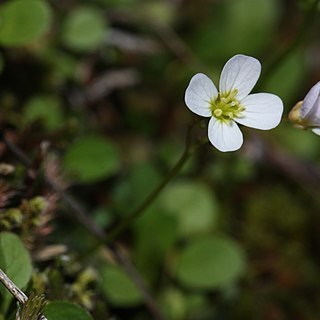 Cardamine pattersonii unspecified picture