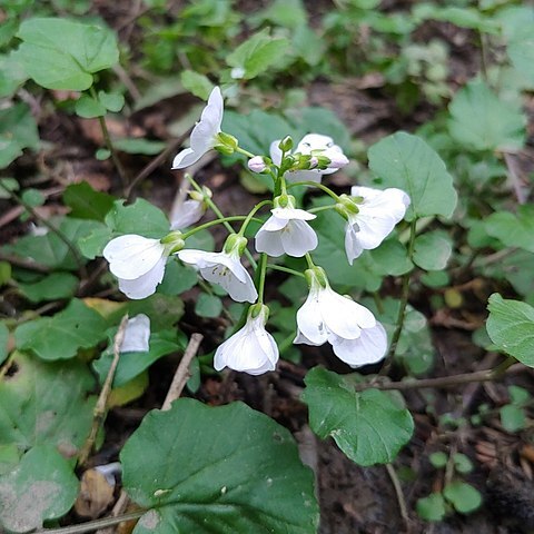 Cardamine tenera unspecified picture