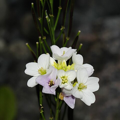 Cardamine uliginosa unspecified picture