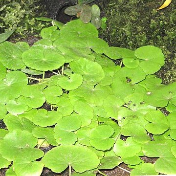 Cardamine lyrata unspecified picture