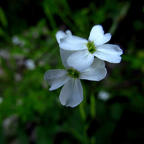 Cardamine serbica unspecified picture