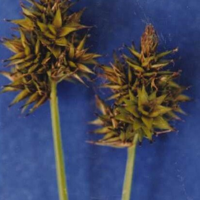 Carex pachystachya unspecified picture