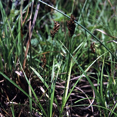 Carex pansa unspecified picture