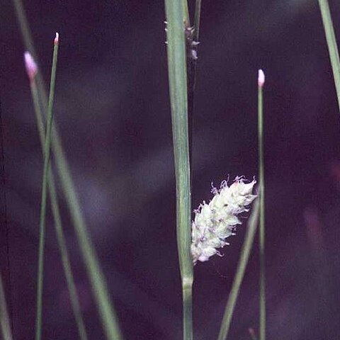 Carex pellita unspecified picture