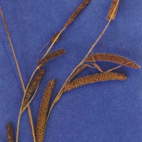 Carex angustata unspecified picture