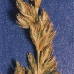 Carex alma unspecified picture