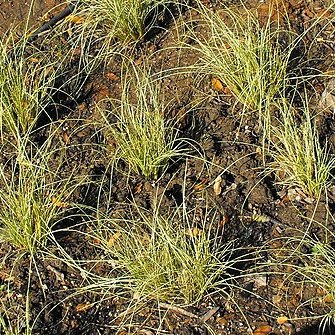 Carex albula unspecified picture