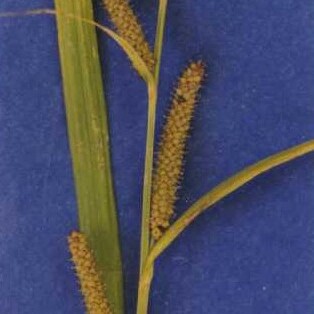 Carex amplifolia unspecified picture