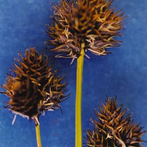 Carex haydeniana unspecified picture