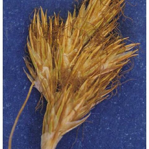 Carex douglasii unspecified picture