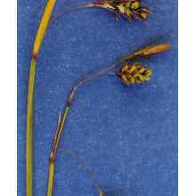 Carex magellanica subsp. irrigua unspecified picture