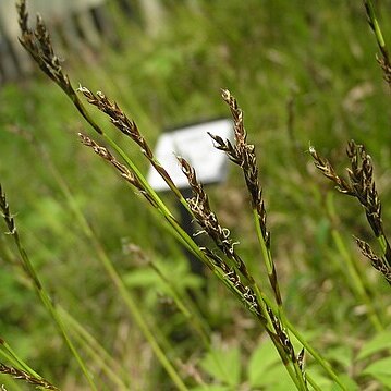 Carex pediformis unspecified picture