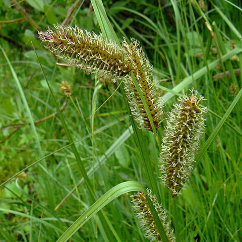 Carex aquatilis unspecified picture