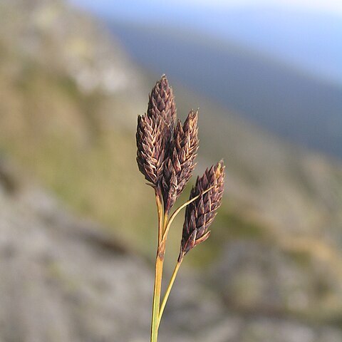 Carex atrata subsp. atrata unspecified picture